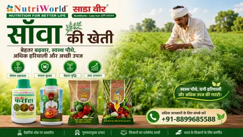 सॉवा की खेती
