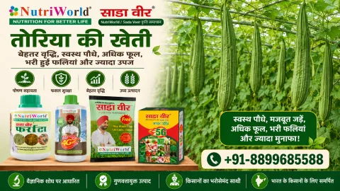 तोरिया की खेती