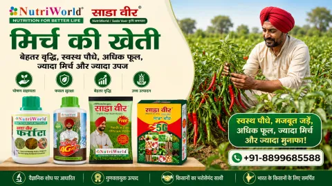 मिर्च की खेती