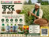 कुट्टू की खेती