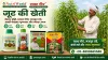 जूट की खेती