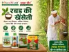 रबड़ की खेती