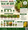 केला की खेती