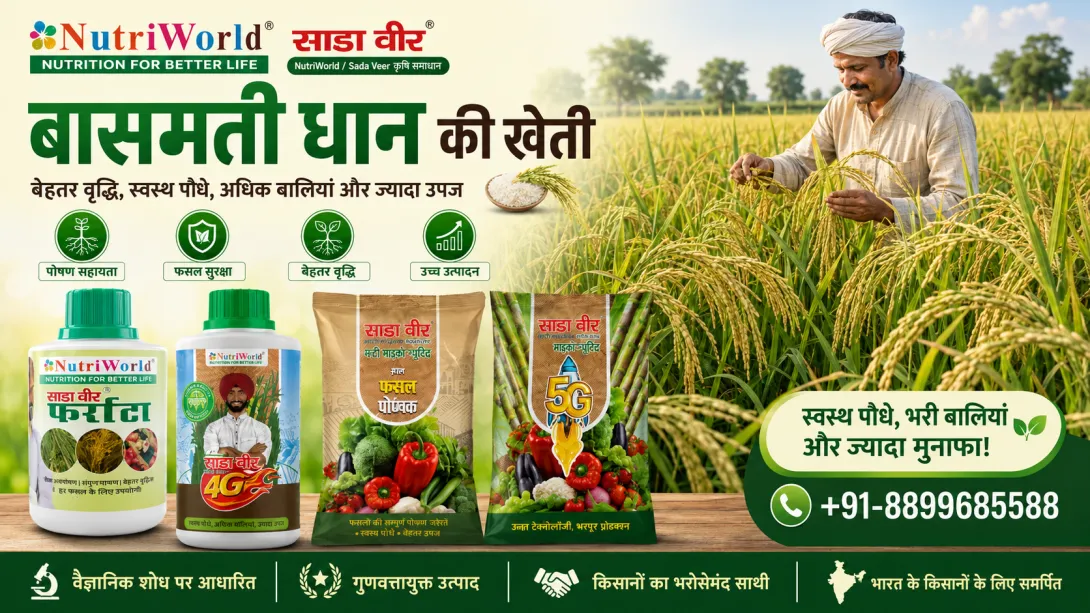 बासमती एवं सुगंधित धान की खेती
