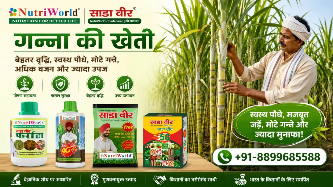 गन्ना की खेती