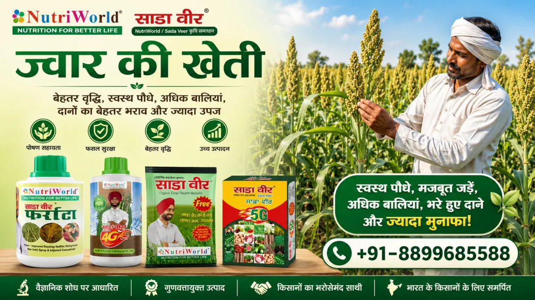 ज्वार की खेती